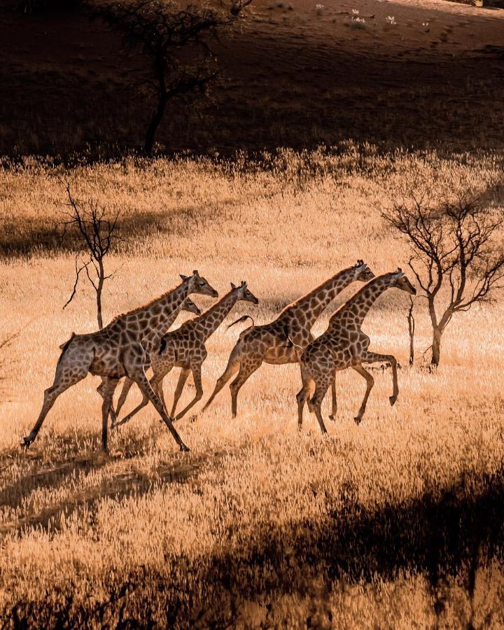Hardap Bagatelle Kalahari Game Ranchヴィラ エクステリア 写真