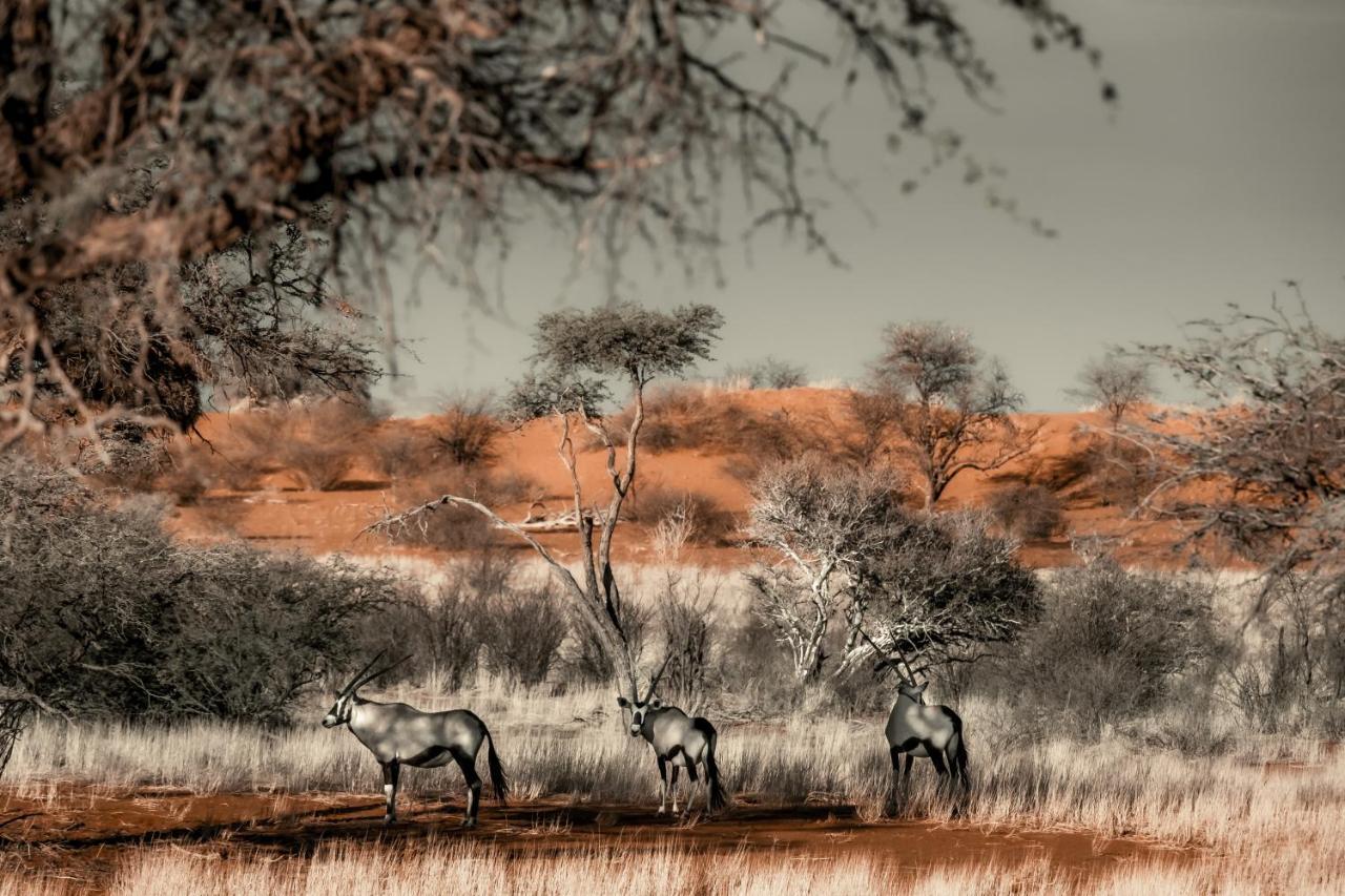 Hardap Bagatelle Kalahari Game Ranchヴィラ エクステリア 写真